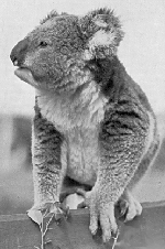 koala3.jpg (28858 bytes)